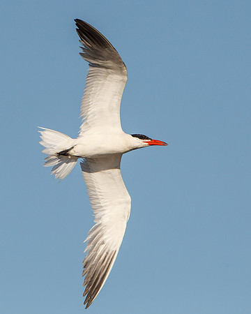 Caspian Tern