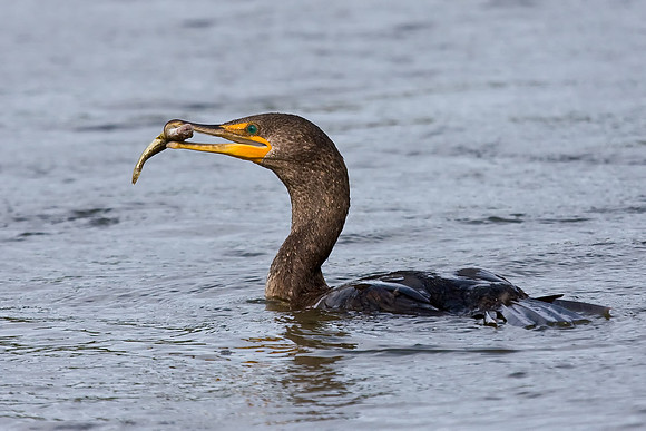Double-crested Cormorant