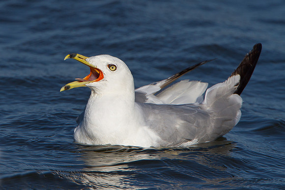 Ring-billed Gull, breeding adult