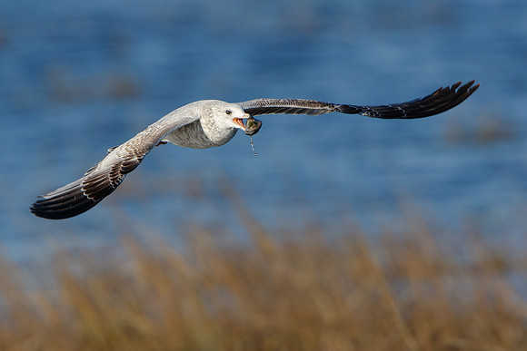 California Gull, with mussel