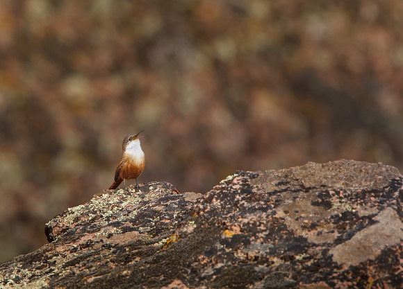 Canyon Wren