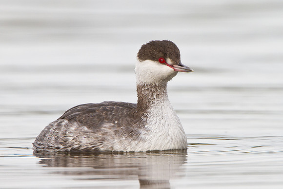 Horned Grebe