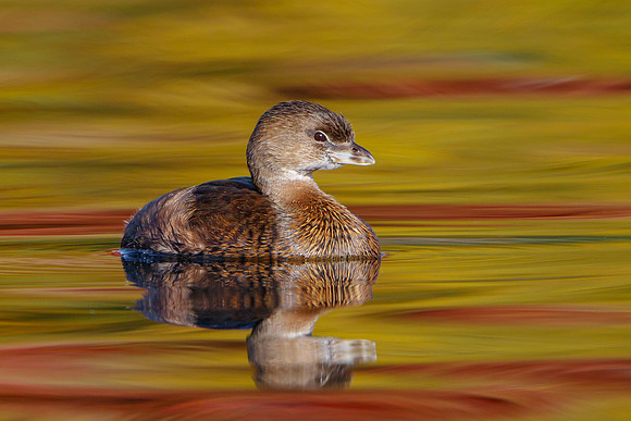 Pied-billed Grebe