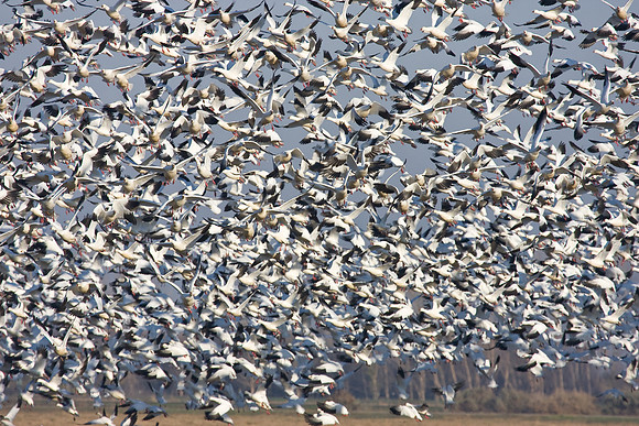 Snow Geese