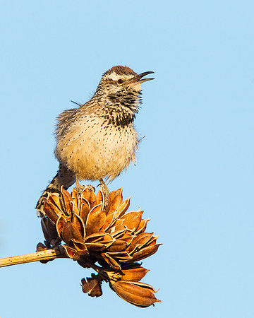 Cactus Wren, singing atop dry Agave flower