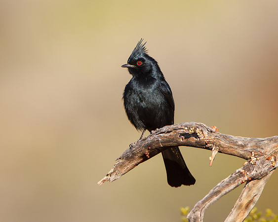 Phainopepla