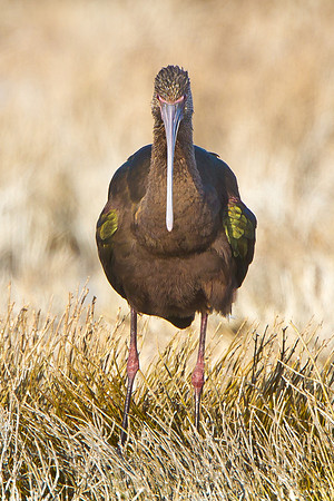White-faced Ibis