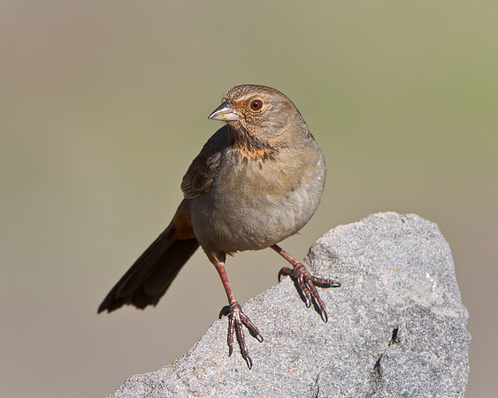 California Towhee