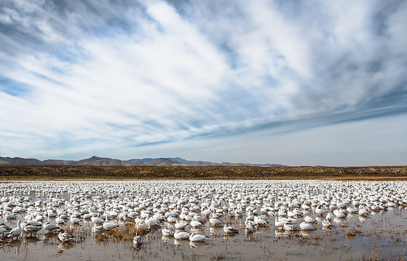 Snow Geese