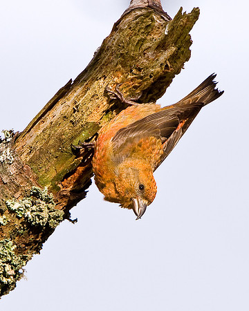 Red Crossbill
