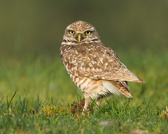 Burrowing Owl