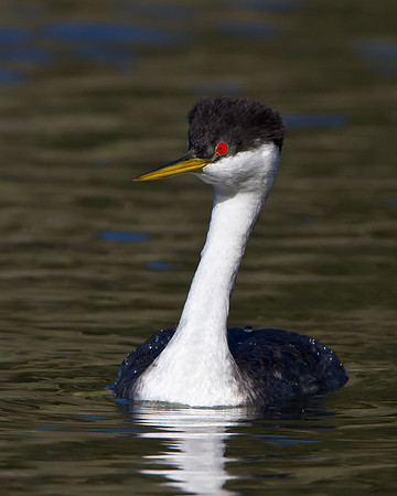 Western Grebe