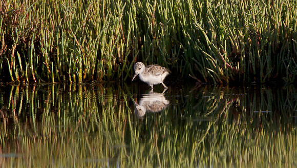Black-necked Stilt, chick
