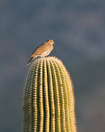 White-winged Dove