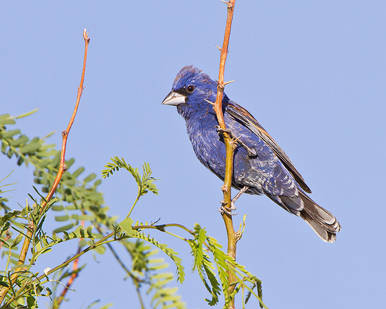 Blue Grosbeak