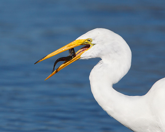 Great Egret with fish