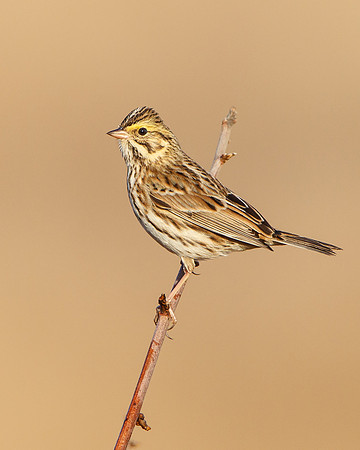Savannah Sparrow