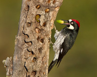 Acorn Woodpecker with acorn in beak / bill at granary tree