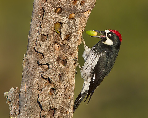 Acorn Woodpecker with acorn in beak / bill at granary tree