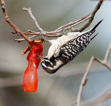 Nuttall's Woodpecker, feeding on persimmons