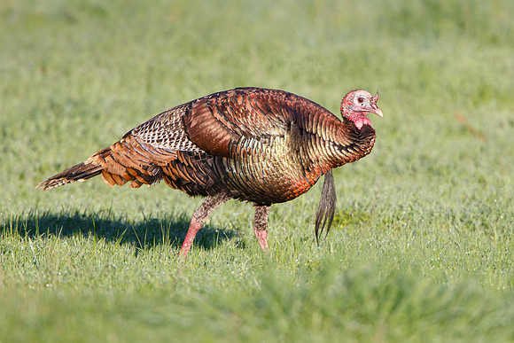 Wild Turkey, male / tom