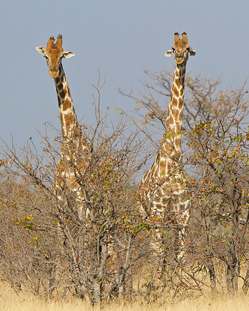 Giraffe
