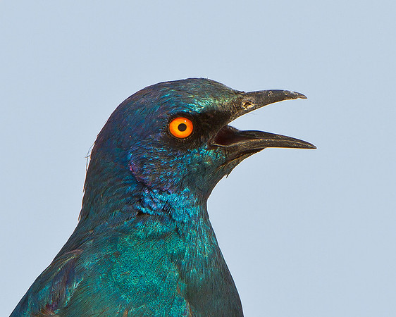 Cape Glossy Starling