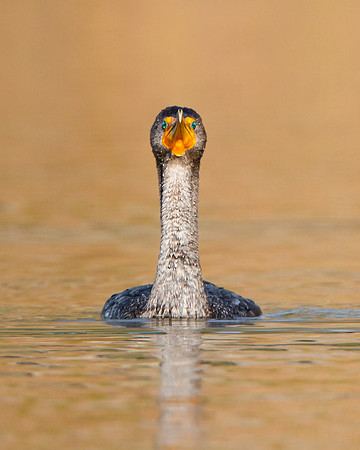 Double-crested Cormorant