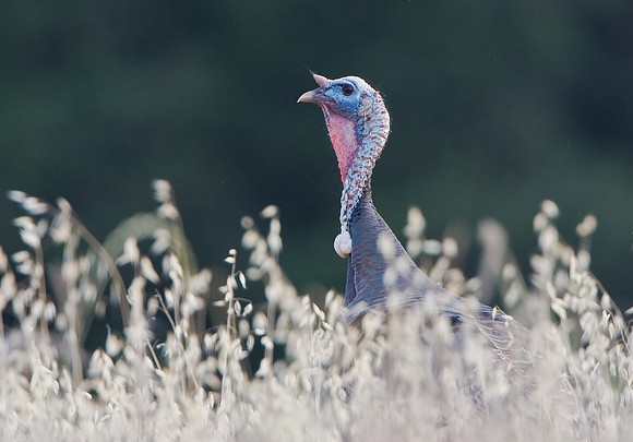 Wild Turkey