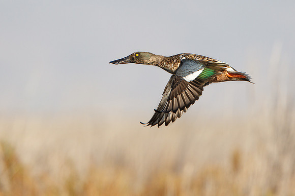 Northern Shoveler, male in flight