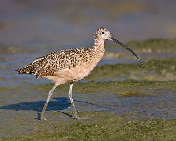 Long-billed Curlew