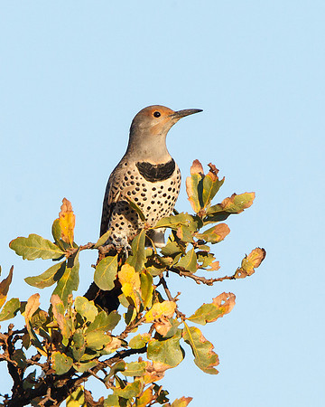 Northern Flicker