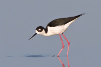Black-necked Stilt