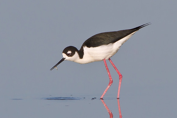 Black-necked Stilt