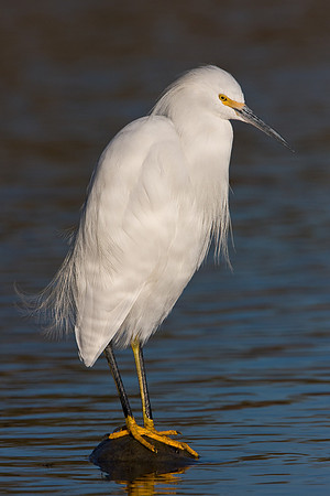 Snowy Egret