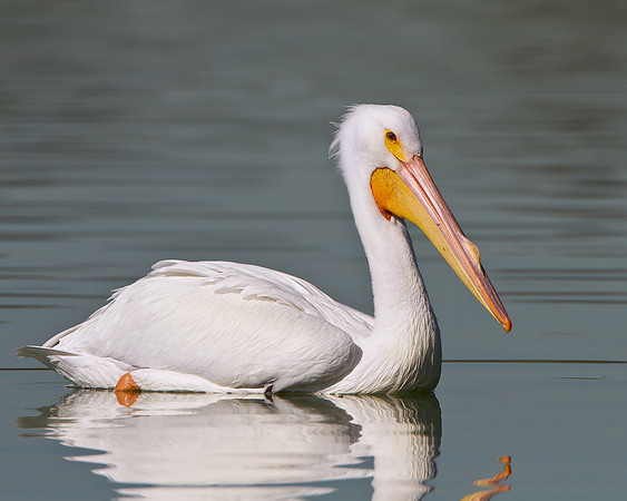 American White Pelican