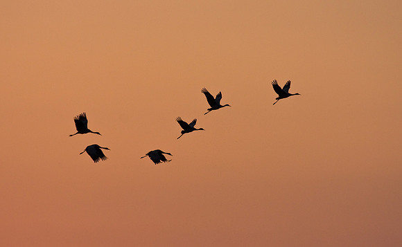 Sandhill Crane