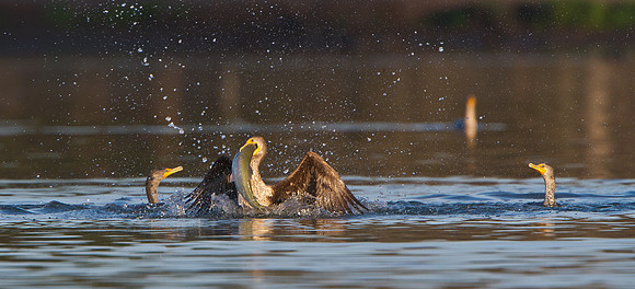 Double-crested Cormorant, with fish