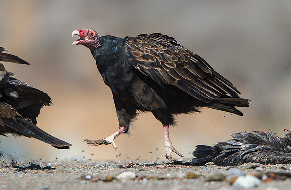 Turkey Vulture, chasing competitor from meal