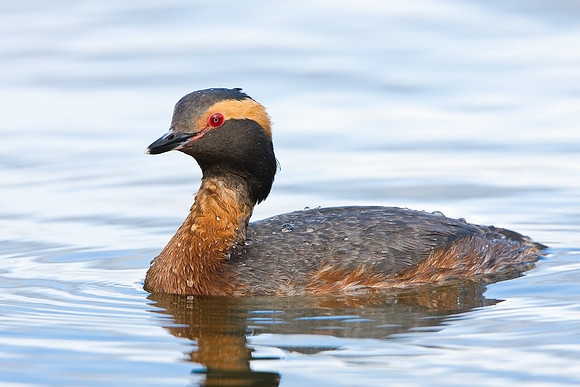 Horned Grebe
