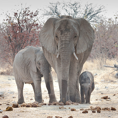 African Elephant, mother with young