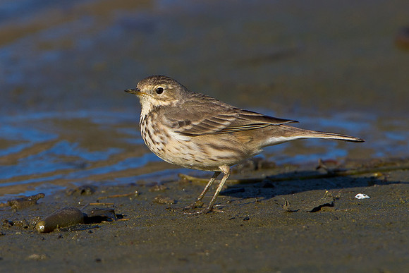 American Pipit