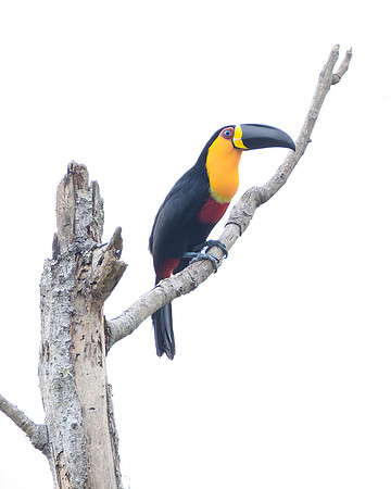 Red-breasted Toucan