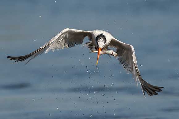 Elegant Tern, with fish