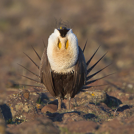 Greater Sage-Grouse, courtship display