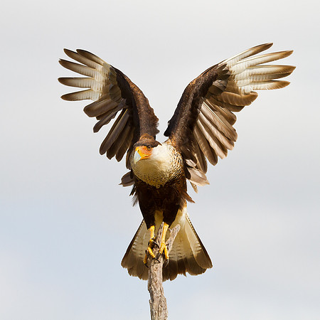 Crested Caracara with wings upraised