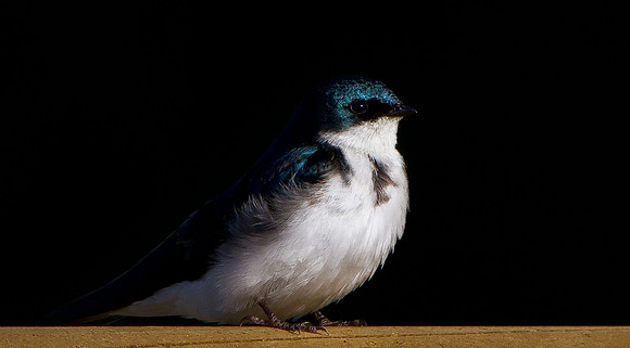 Tree Swallow