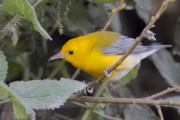 Prothonotary Warbler, feeding on aphid