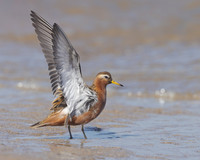 Red Phalarope
