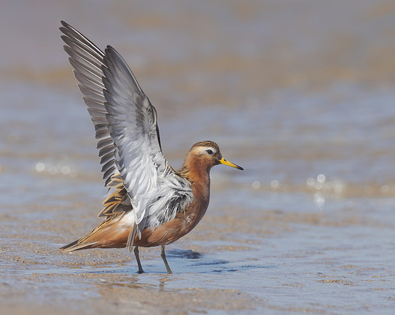 Red Phalarope
